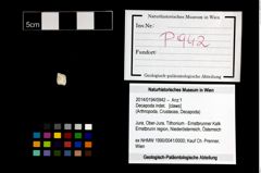 Foto (Objekt + Etikett) von Decapoda indet.  (NHMW-GEO-2014-0194-0942)